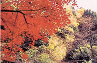 養老渓谷
